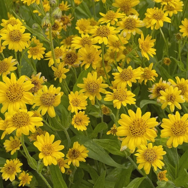Arnica & Comfrey Cream