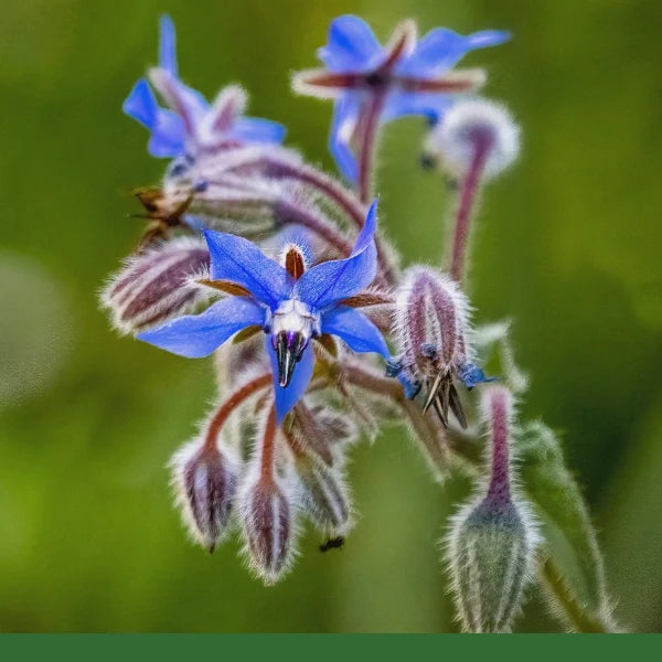 Borage (Borago officinalis) - Dried Herb, Organic
