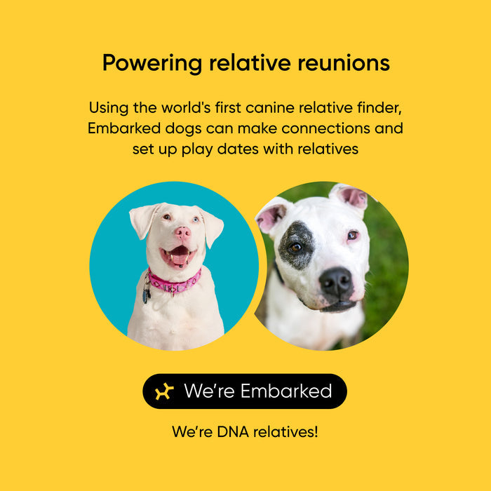 Embarked, a service connecting dogs with DNA relatives, on a yellow background.