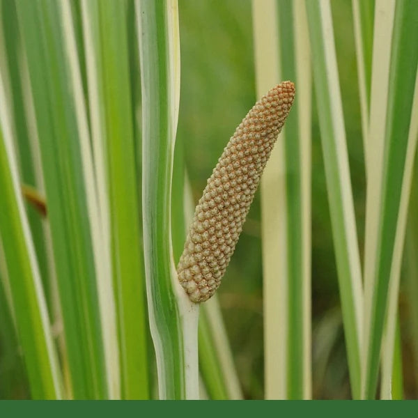 Calamus, Root (Acorus calamus) - Dried Herb, Organic