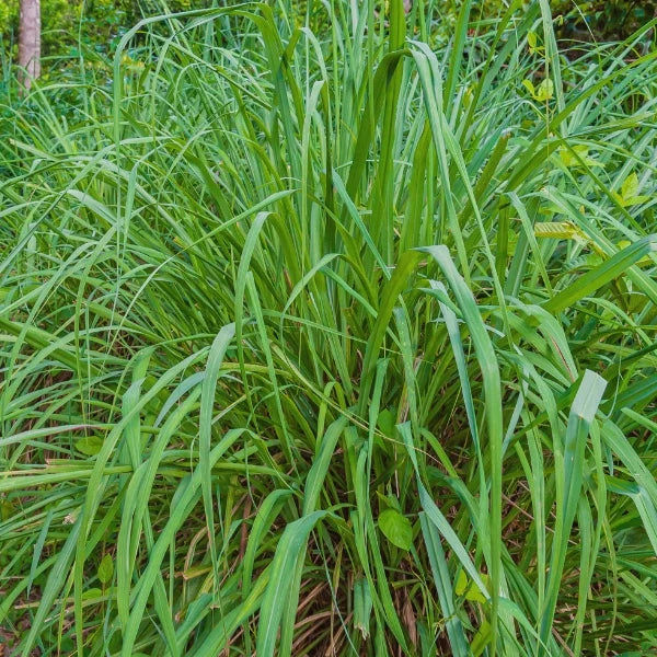 Citronella (Andropoden Nardus De Jong) - Essential Oil