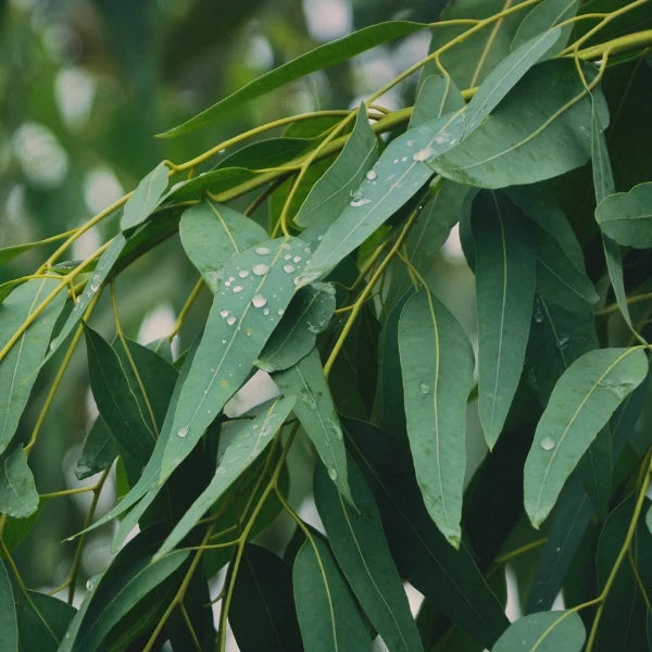 Colour Energy, Medieval Thymes™ - Aromatherapy Spray