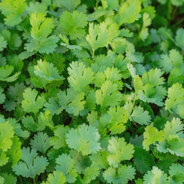 Coriander (Coriandrum sativum) - Essential Oil