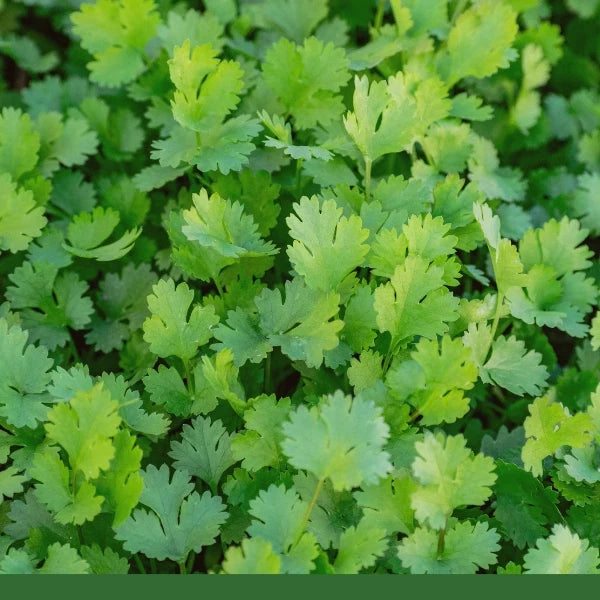 Coriander Seed (Coriandrum sativum) - Dried Herb, Organic