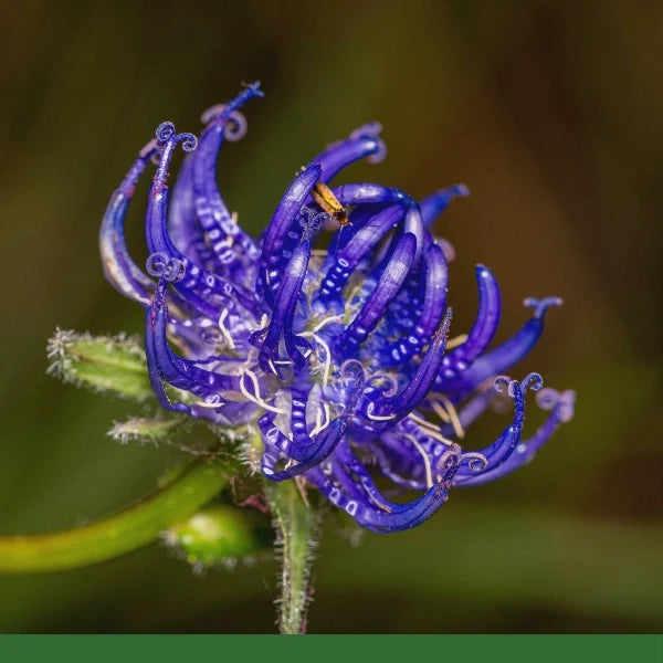 Devils Claw Root (Harpagophytum procumbens) - Dried Herb