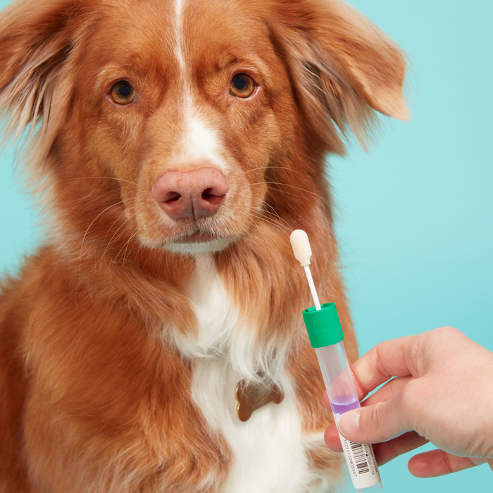 person swabbing inside of dog's mouth