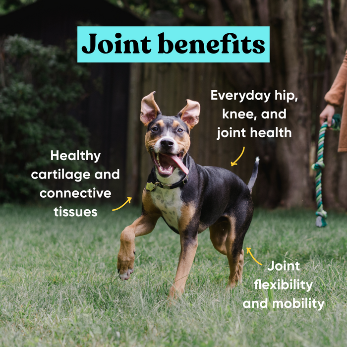 Mixed breed dog running outdoors with Embark Joint supplement benefits: hip, knee, and joint health, cartilage support, and flexibility.