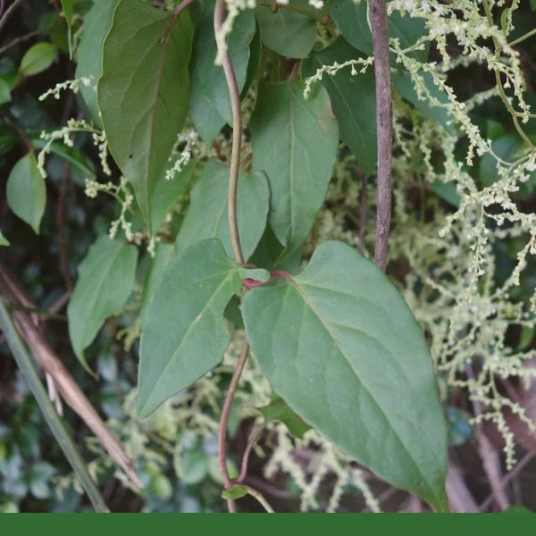 Fo Ti Tieng, Powder (Cured) (Polygonum Multiflorum) - Dried Herb