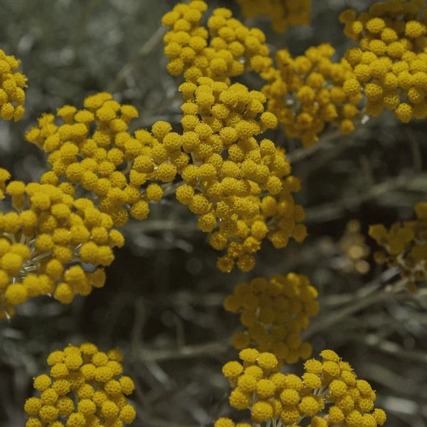 Helichrysum - Hydrosol