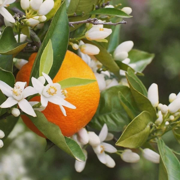 Luminous Face Cream