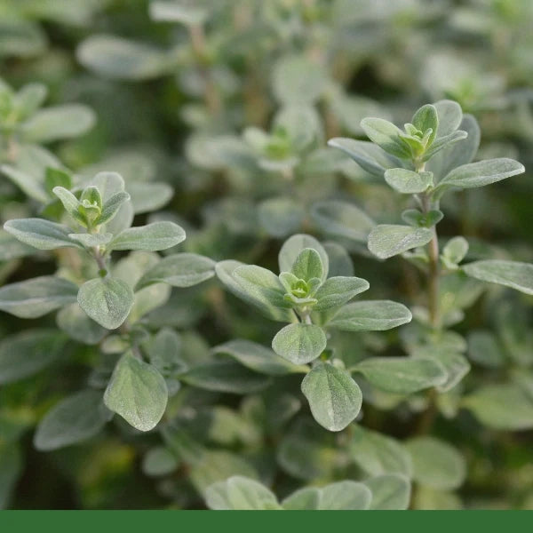Marjoram (Origanum majorana) – Dried Herb, Organic