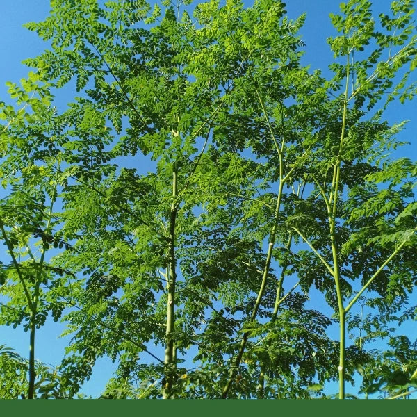 Moringa Powder (Moringa oliefera) - Dried Herb, Organic