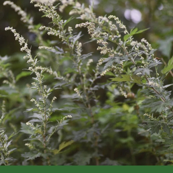 Mugwort (Artemisia vulgaris) - Dried Herb, Organic
