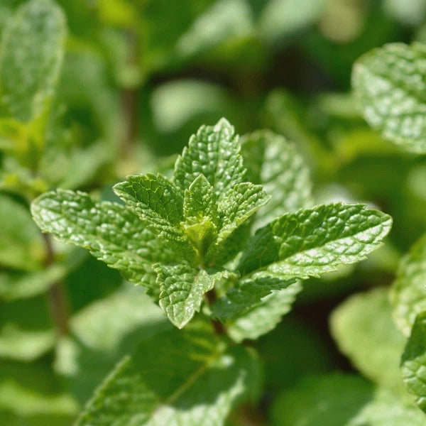 Natural Repellant Spritzer (Mother Nature's)- Aromatherapy Spray