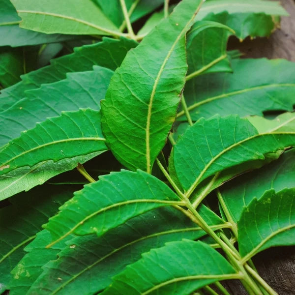 Natural Repellant Spritzer (Mother Nature's)- Aromatherapy Spray