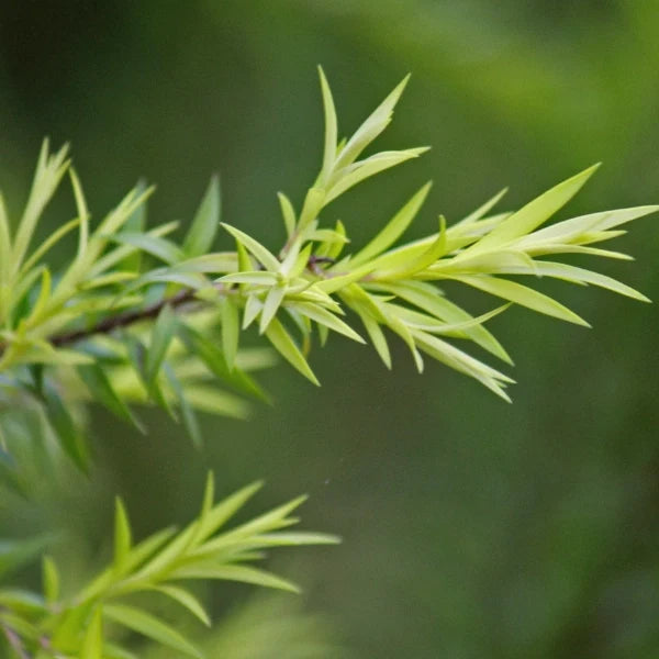 Natural Repellant Spritzer (Mother Nature's)- Aromatherapy Spray