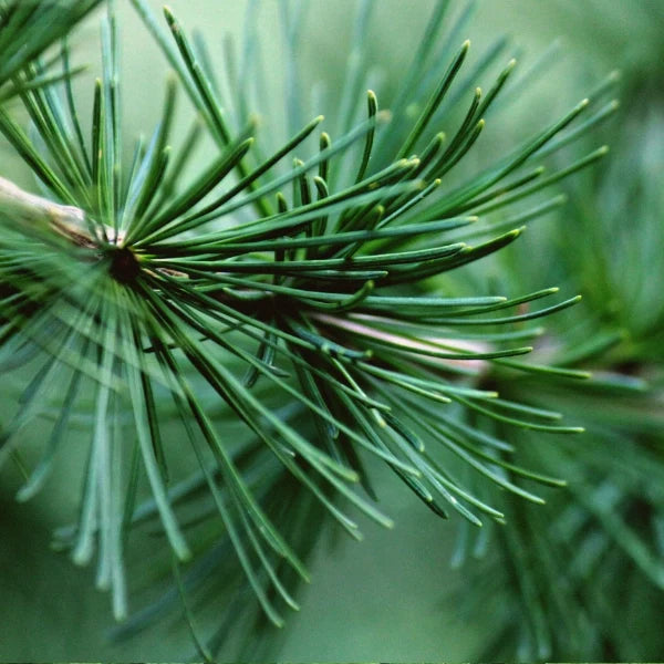 Pacific Forest - Aromatherapy Mix