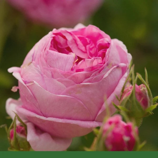 Pink Rose Petals (Rosa damascena) - Dried Herb