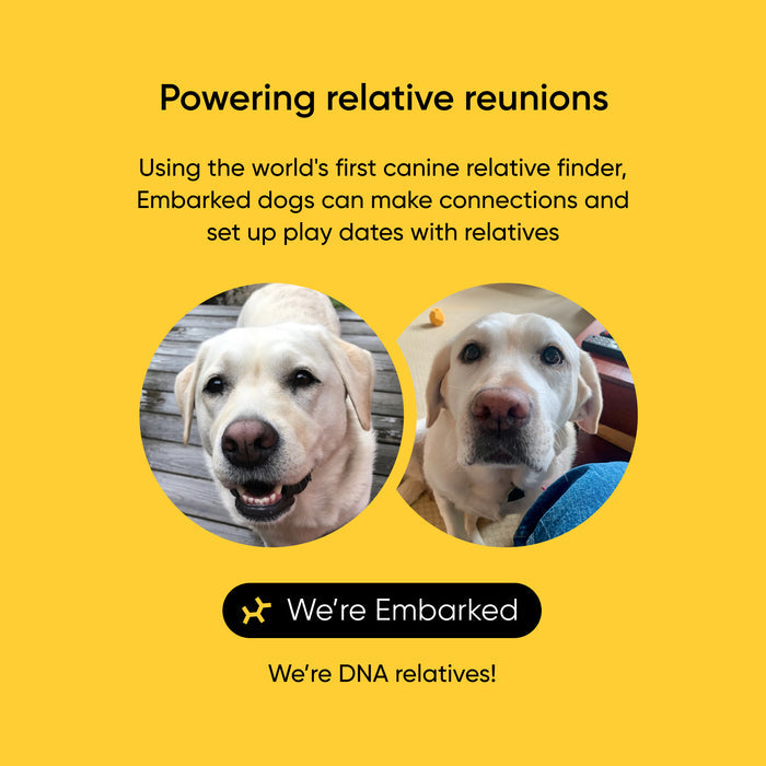 Embarked, a service connecting dogs with DNA relatives, featuring two dogs relatives on a yellow background.
