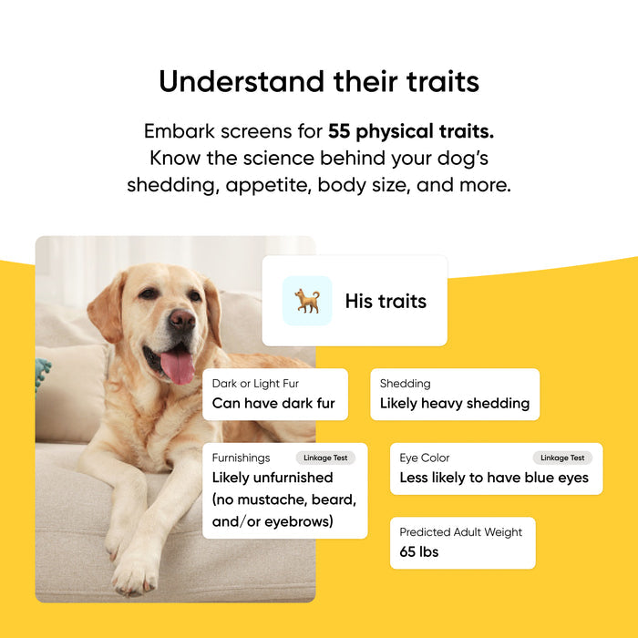 Dog sitting on a couch with trait information displayed on a yellow background