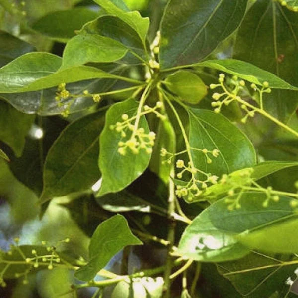 Ravensara (Ravensara aromatica) - Essential Oil