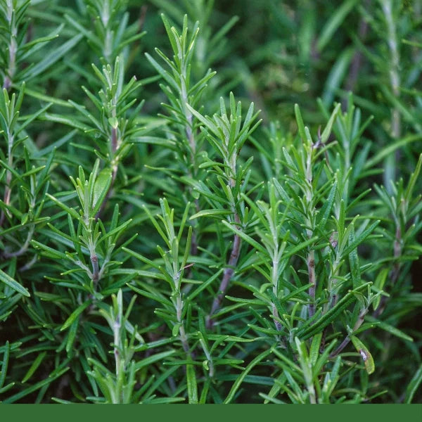 Rosemary Leaf (Rosmarinus officinalis) - Dried Herb, Organic