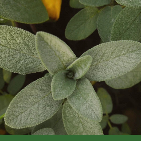 Sage Leaf, Cut & Sifted (Salvia officinalis) - Dried Herb, Organic