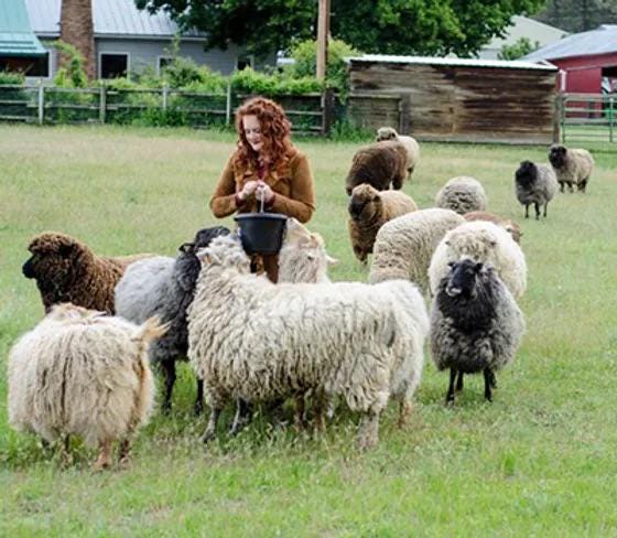 Spoiled Sheep - Romney/Rambouillet Cross Yarn 200yd - Daphne #15 Cocoa Brown
