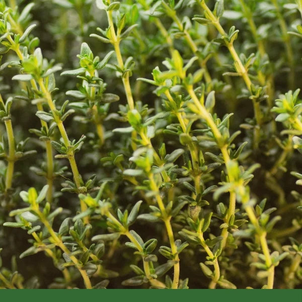 Thyme Leaf, Whole (Thymus vulgaris) - Dried Herb, Organic