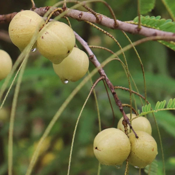 Triphala Powder