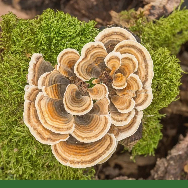 Turkey Tail Mushroom Powder (Coriolus versicolor) - Dried Herb, Organic