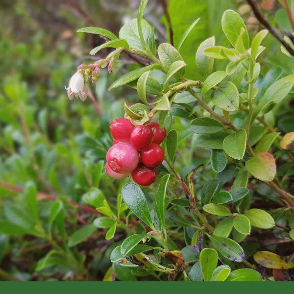 Uva Ursi Leaf (Arctostaphylos uva-ursi) - Dried Herb, Organic