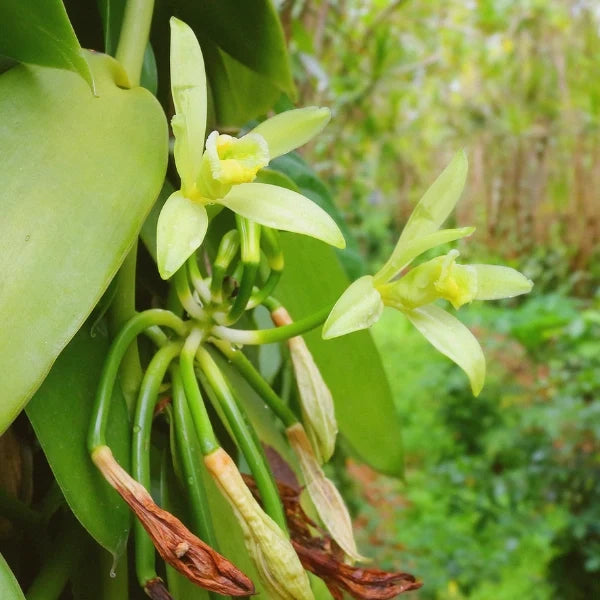 Vanilla Pure (Vanilla planifolia) - Essential Oil